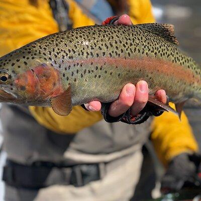 Full Day Wade and Walk Fly Fishing Private Trip