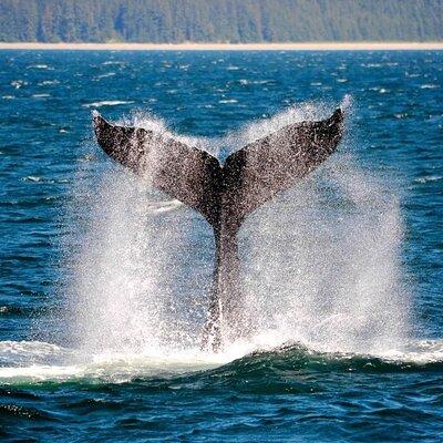 Icy Strait Whale & Wildlife Endeavor
