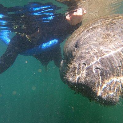 3-Hour Manatee Swim Tour With Water Guide and Photographer