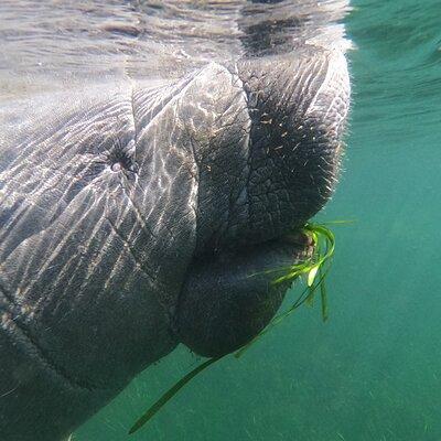 Swim With Manatees-Private Tour with In Water Guide/Photographer