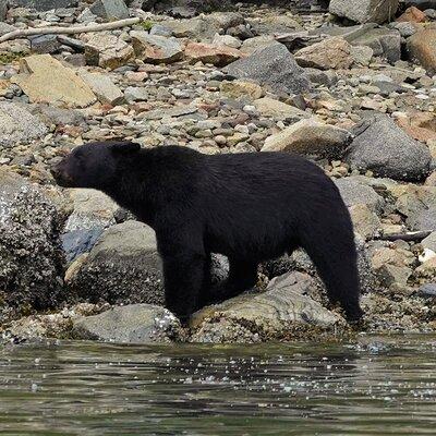 Spring Bears and Whales in Campbell River Tour