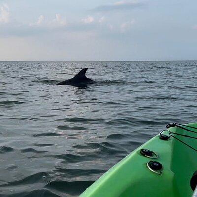 Kayak Dolphin Experience in Virginia Beach Must know how to swim
