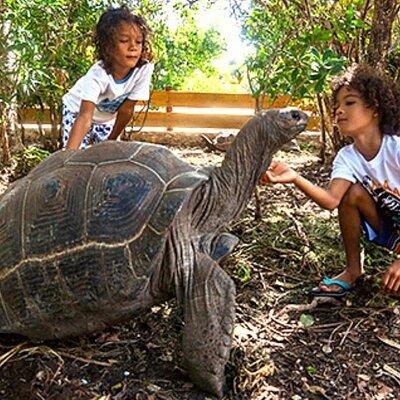 Giant Aldabra Tortoise experience in Antigua