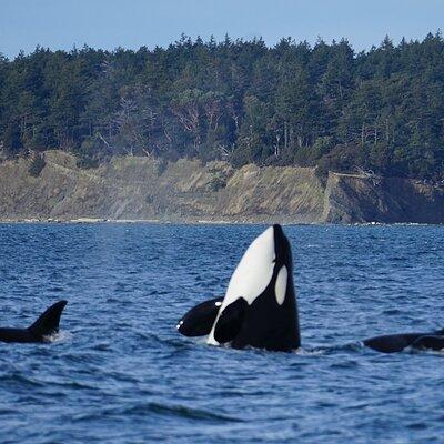 Orca whale tour from Orcas Island