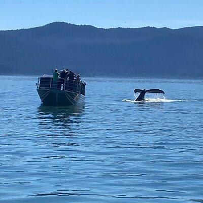 Whale Watching Adventure in Juneau