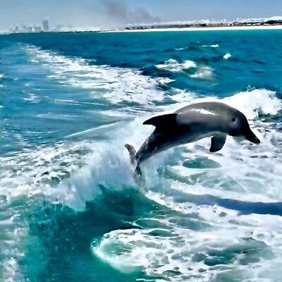 2 Hour Dolphin and Sightseeing Tour in Panama City Beach, Fl