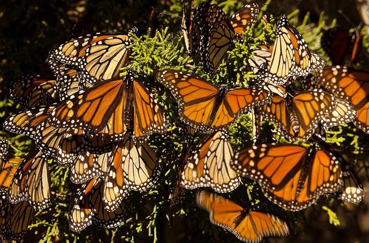 Pismo Beach Monarch Butterfly Grove