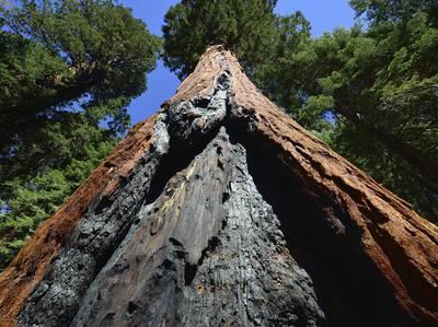 Sequoia And Kings Canyon National Parks