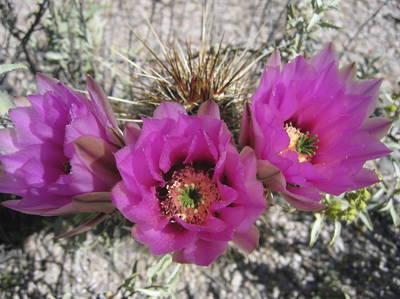 Organ Pipe Cactus National Monument Scenic Drive