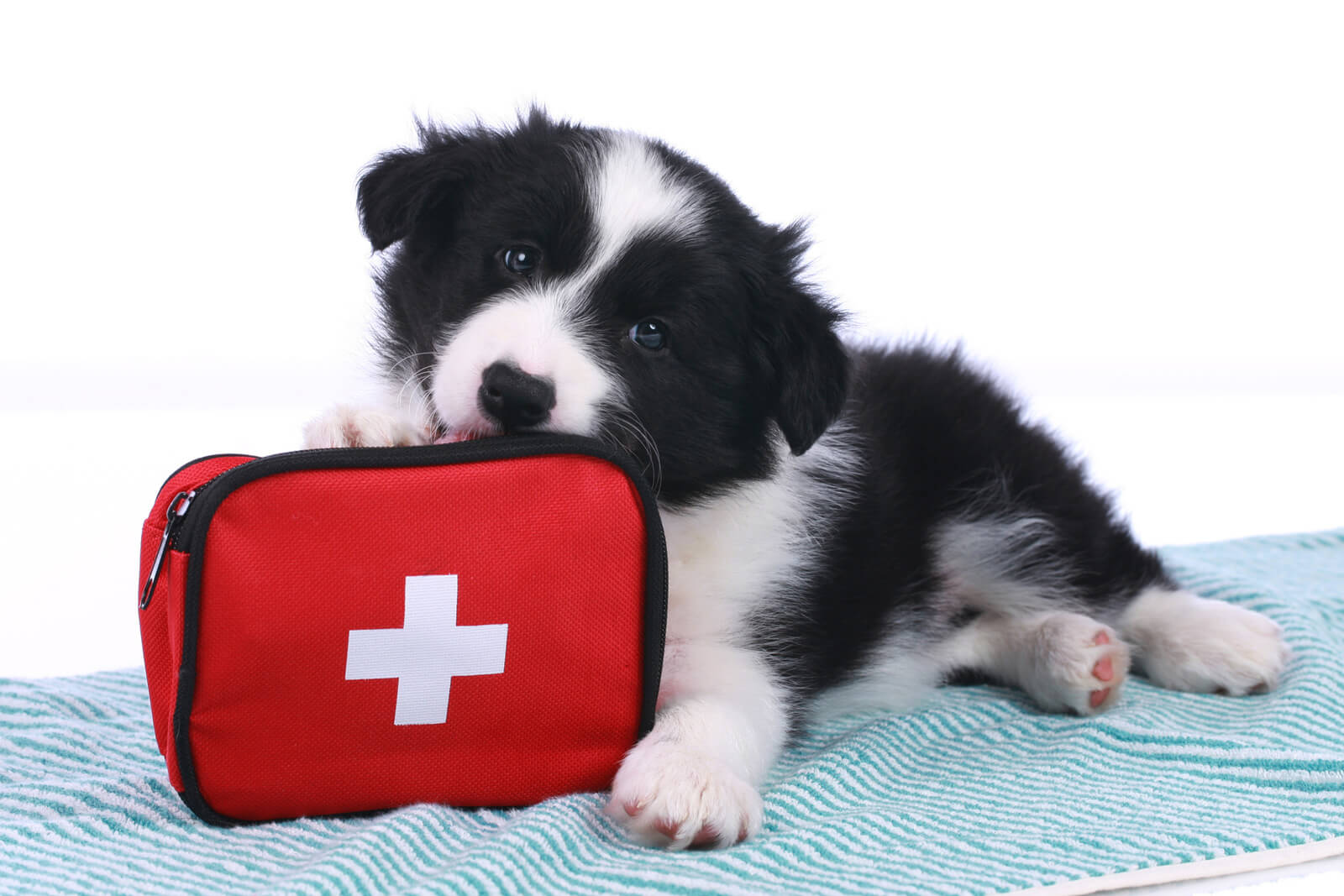 aaa-pet-travel-emergency-animal-clinics