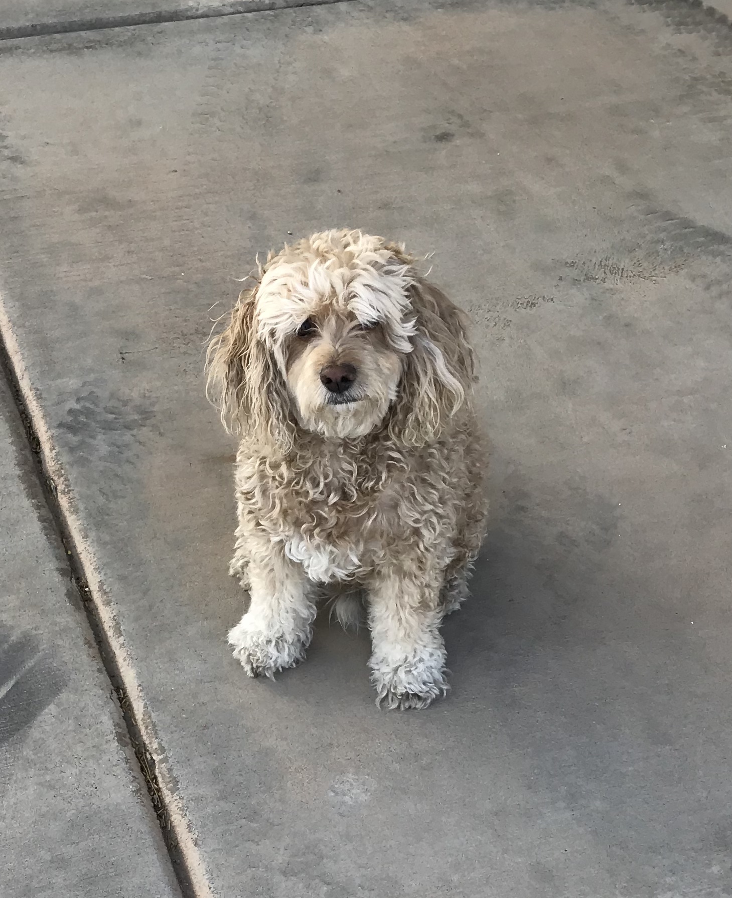 AAA Pet Travel - Photo Contest