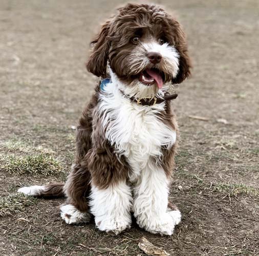 AAA Pet Travel - Photo Contest