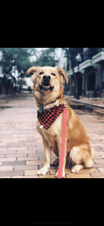 AAA Pet Travel - Photo Contest