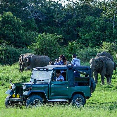 Udawalawe Safari DayTrip frm Bentota/Kalutara/Ahungalla/Hikkaduwa