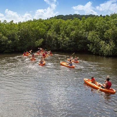 SoCoHo Half Day - Mangrove Kayak & Reef Snorkeling