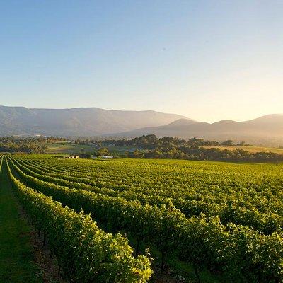 Small-Group Yarra Valley Wine Tour: Wine, Gin and Cider