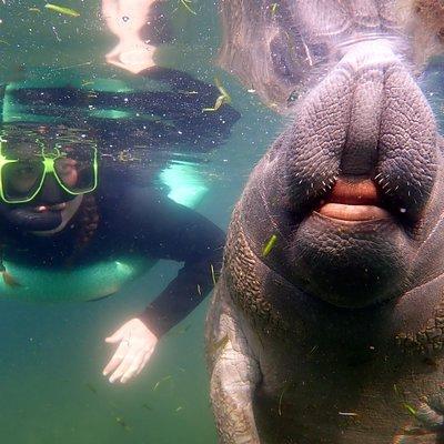 Private 'OG' Manatee Snorkel Tour with Guide for up to 10 people