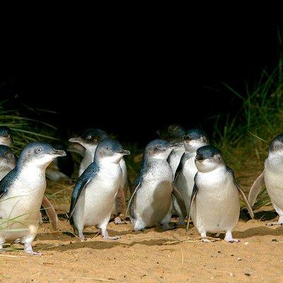Phillip Island Penguin, Brighton Beach, Moonlit Sanctuary from Melbourne