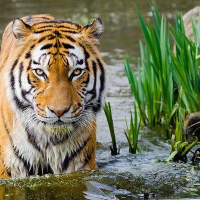 4 Day Golden Triangle with Ranthambore Tiger Safari Tour from Delhi