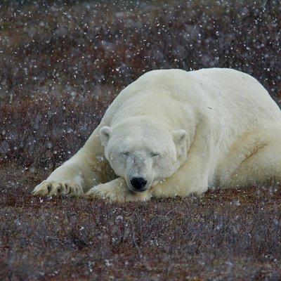 Classic 5 Night Churchill Polar Bear Adventure
