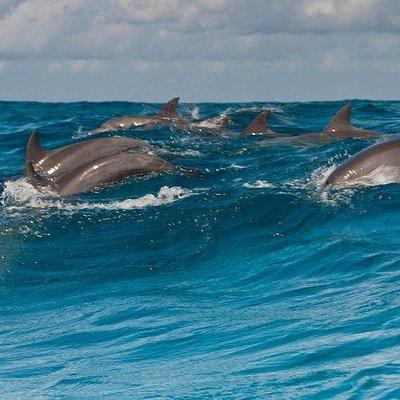 Private Dolphin Tour and Snorkeling at Mnemba Island reef