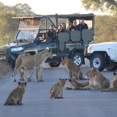 Captivating 3 Day Kruger Safari Adventure From Johannesburg