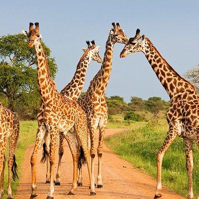 6 Days Masai Mara, Lake Nakuru & Amboseli Ultimate Kenyan Safari