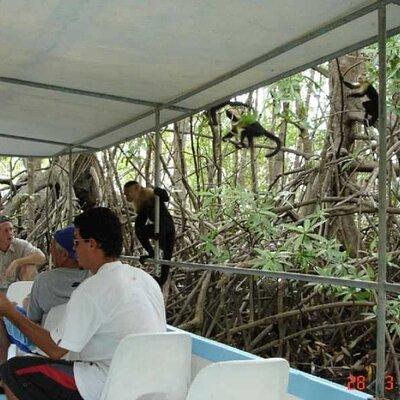 Monkey Mangrove tour