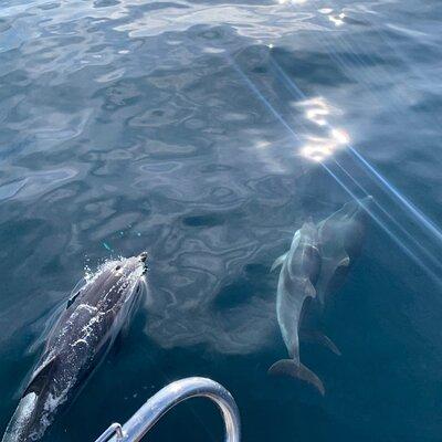 Sailing and Dolphin Watching in Marbella