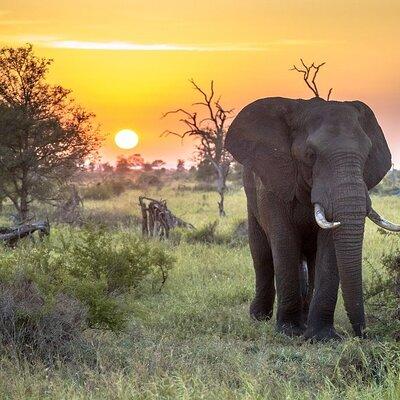 3 Day Kruger National Park Safari & Panorama Route 