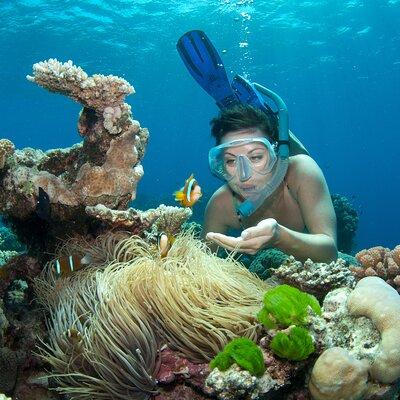 2-Day Snorkeling Experience in Great Barrier Reef (Twin Share Cabin)
