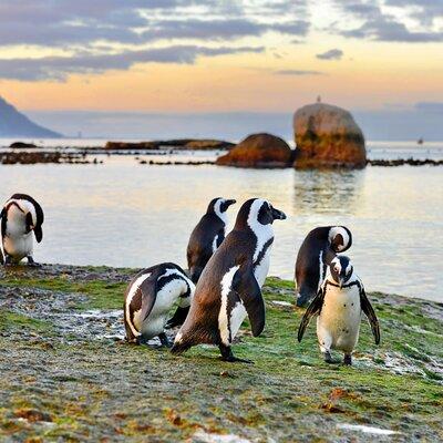 Half Day Boulders Penguins and Cape Point Small Group Tour