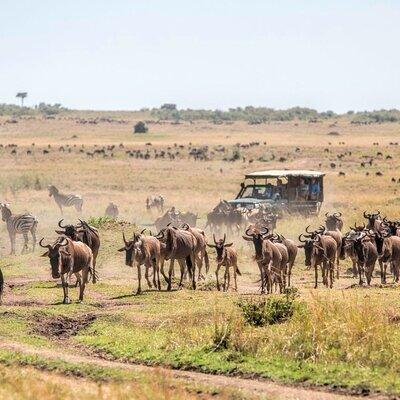 6-Day Kenya Safari to Masai Mara, Lake Nakuru and Amboseli