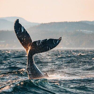 Sunset Whale Watching Adventure from Vancouver