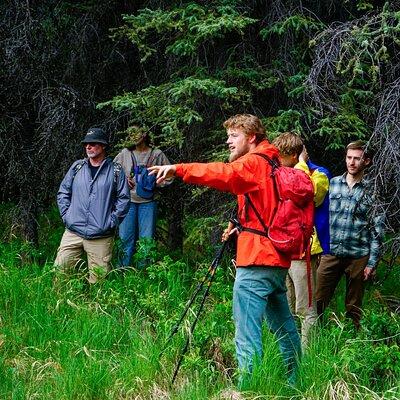 3 Hour Naturalist Walking Tour in Denali National Park