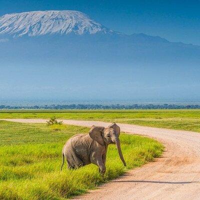 Private Safari Day-Tour in Amboseli National Park