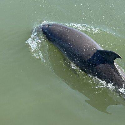 Private Folly Beach Eco Dolphin Watching and Estuary Boat Tour