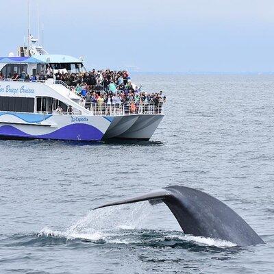 Guided Whale Watching Tour from Long Beach