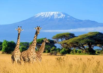 Top AAA Vacations® Tours in Africa: From Wildlife Safaris to the Pharaohs