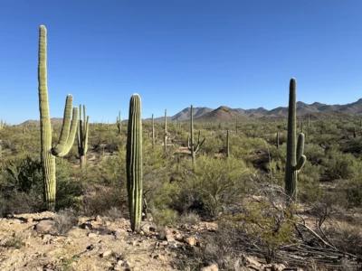 What to Do During a Winter Escape to Tucson, Arizona