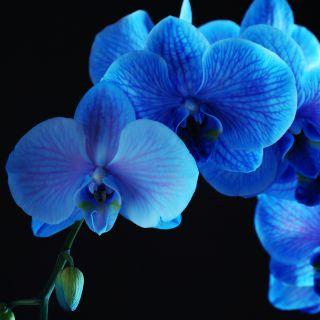 Blue Orchid Thai Cuisine - Atlantic Blvd
