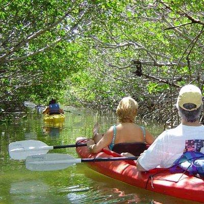Key West Mangrove Kayak Eco Tour 