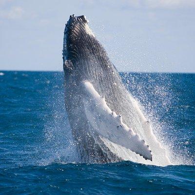 Whale-Watching and Orange County Beaches Tour from Anaheim