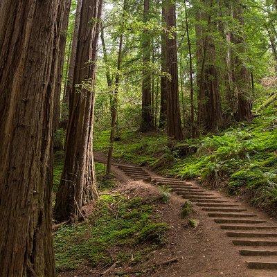 Muir Woods & Sausalito Half-Day Tour (Return by Bus or Ferry from Sausalito)