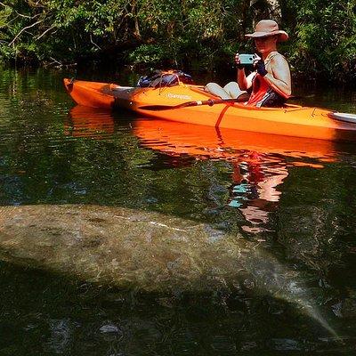 Self-Guided Kayaking Manatee and Dolphin Tour