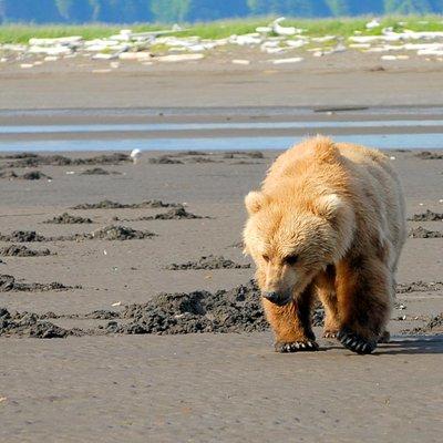 Alaska Bear-Viewing Day Trip from Homer
