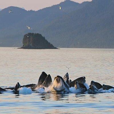 Ultimate Juneau Whale Watch
