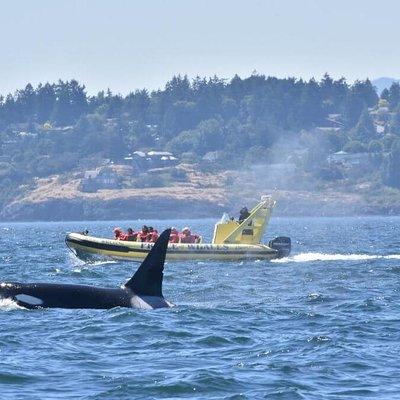 Zodiac Whale Watching Adventure from Victoria