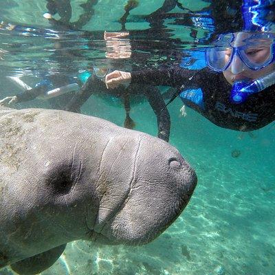 Manatee Snorkel Tour with In-Water Divemaster/Photographer