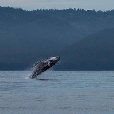 Hoonah Whale Tours